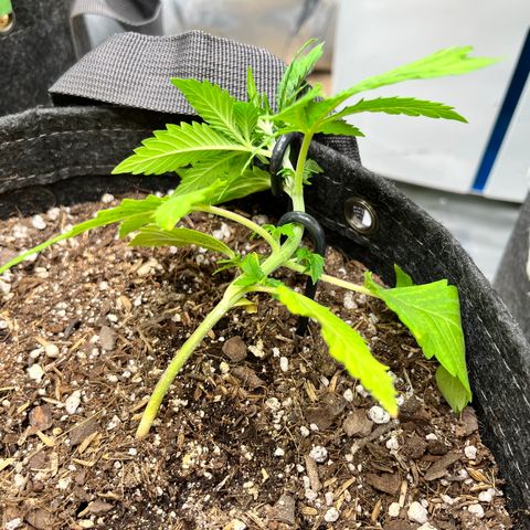 Cookies growlog timeline photo