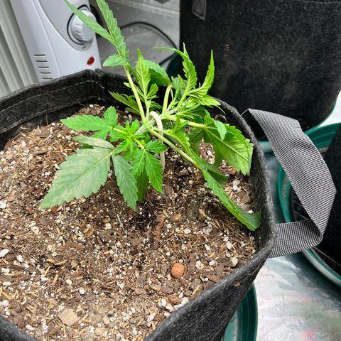 Cookies growlog timeline photo