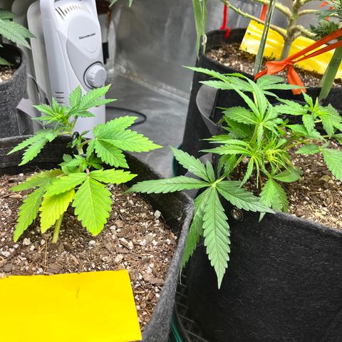 Cookies growlog timeline photo