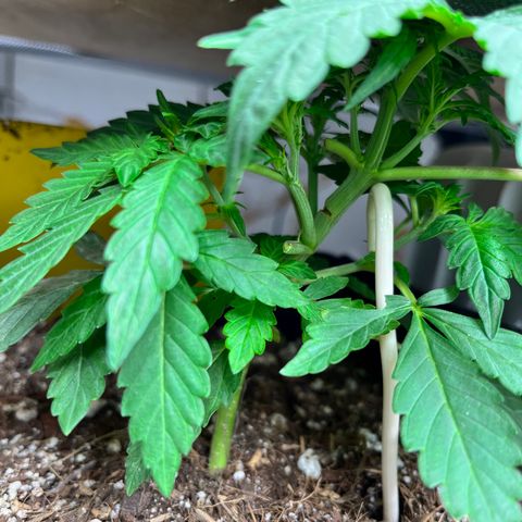 Cookies growlog timeline photo