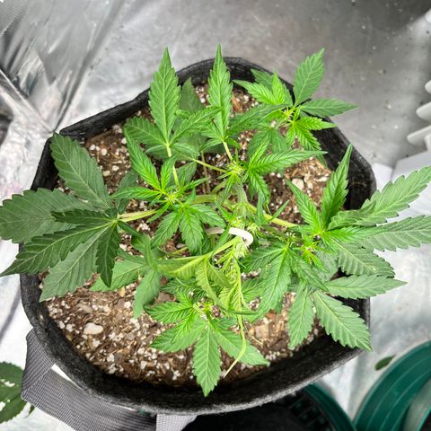 Cookies growlog timeline photo