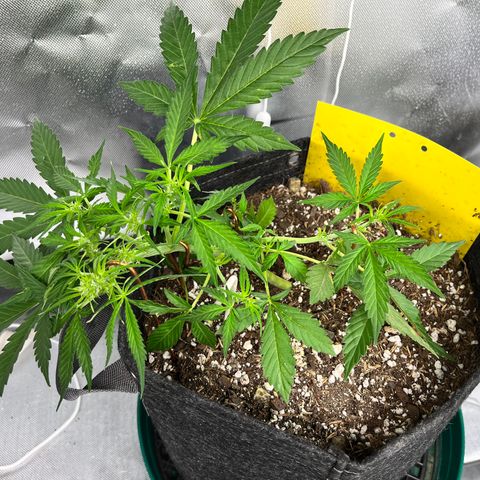 Cookies growlog timeline photo