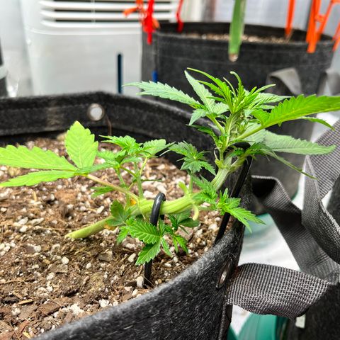 Cookies growlog timeline photo
