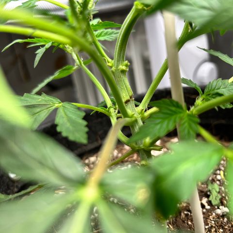 Cookies growlog timeline photo