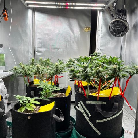 Cookies growlog timeline photo