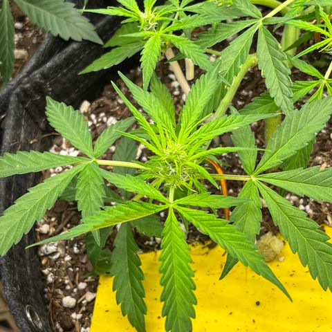 Cookies growlog timeline photo