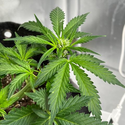 Cookies growlog timeline photo