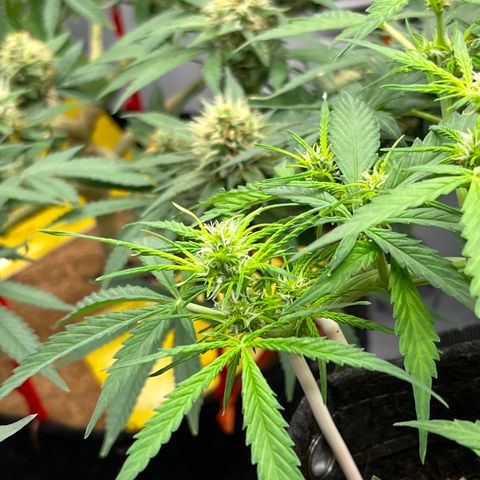 Cookies growlog timeline photo
