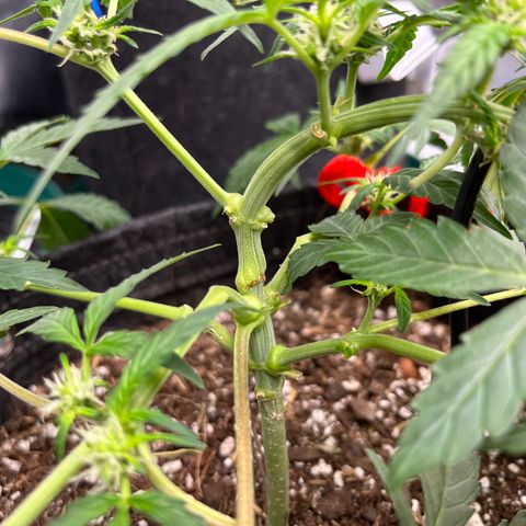 Cookies growlog timeline photo