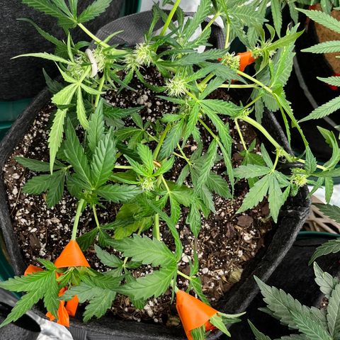 Cookies growlog timeline photo