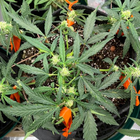 Cookies growlog timeline photo