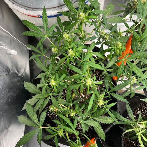 Cookies growlog timeline photo