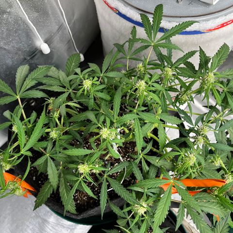 Cookies growlog timeline photo
