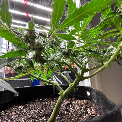 Cookies growlog photo: Cookie 1