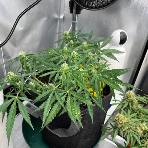 Cookies growlog photo: Cookie 1