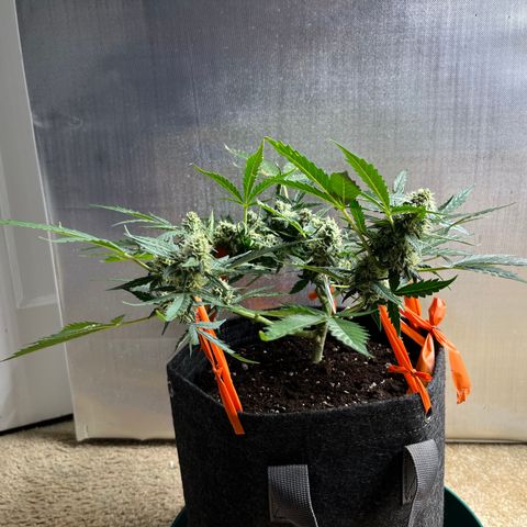Cookies growlog photo: Day 41 Flower 