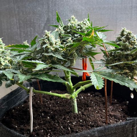 Cookies growlog photo: Day 41 Flower 