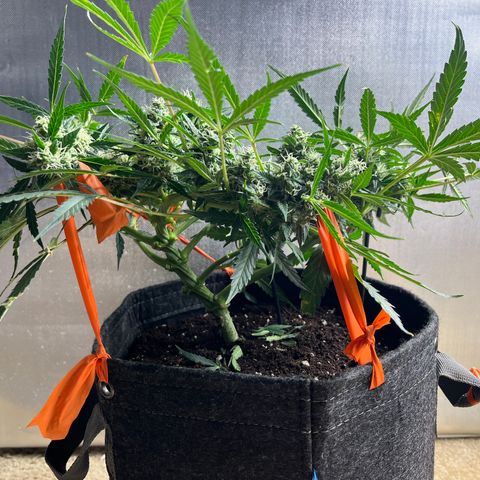 Cookies growlog photo: Day 41 Flower 