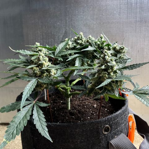 Cookies growlog photo: Day 41 Flower 