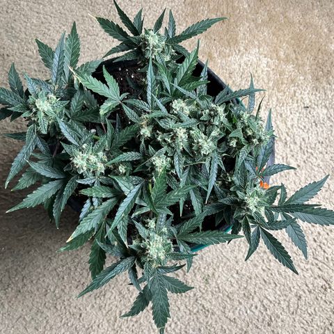 Cookies growlog photo: Day 41 Flower 