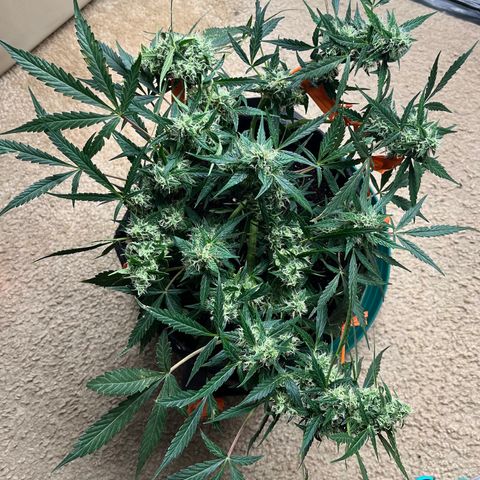 Cookies growlog photo: Day 41 Flower 