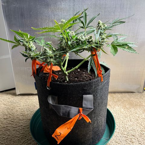 Cookies growlog photo: Day 41 Flower 