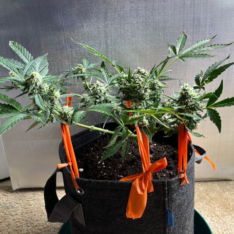 Cookies growlog photo: Day 41 Flower 