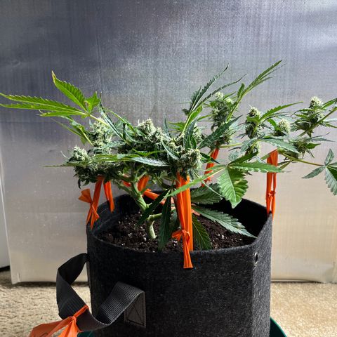 Cookies growlog photo: Day 41 Flower 