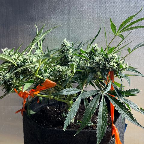 Cookies growlog photo: Day 41 Flower 