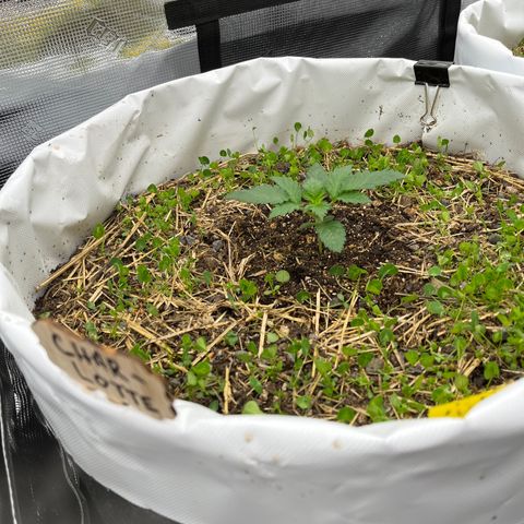 Creme De La Chem growlog photo: Day 14 from germination.