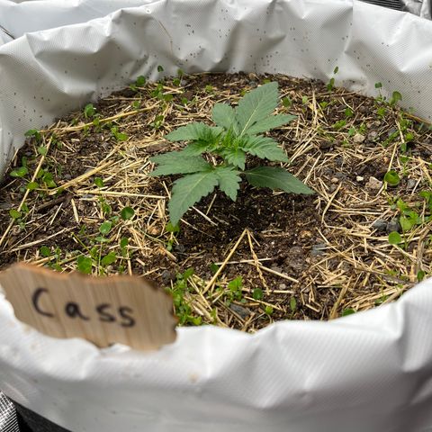 Creme De La Chem growlog photo: Day 14 from germination.