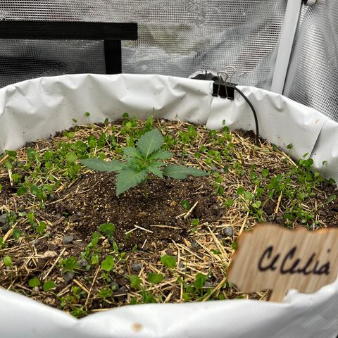 Creme De La Chem growlog photo: Day 14 from germination.