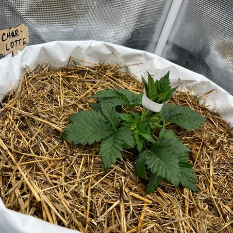 Creme De La Chem growlog timeline photo