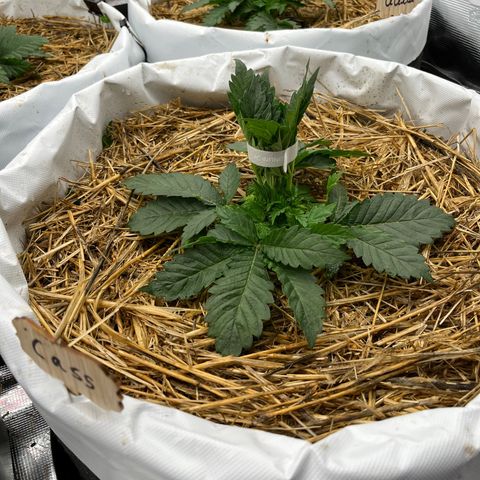 Creme De La Chem growlog timeline photo
