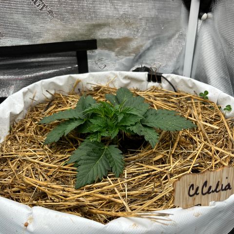 Creme De La Chem growlog timeline photo