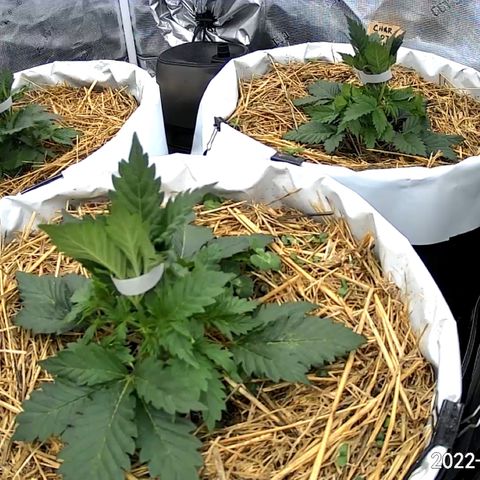 Creme De La Chem growlog photo: Bundled top internodes to shed light on lower growth. 