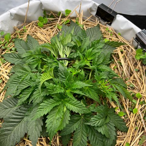 Creme De La Chem growlog timeline photo