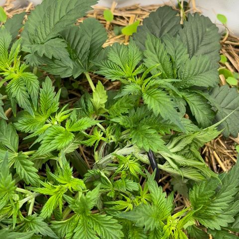 Creme De La Chem growlog timeline photo