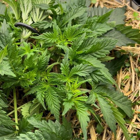 Creme De La Chem growlog timeline photo