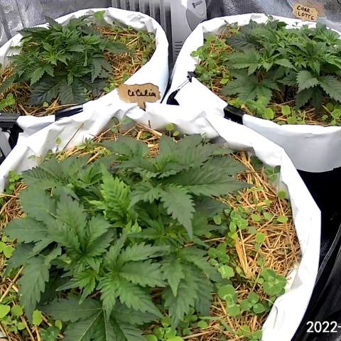 Creme De La Chem growlog timeline photo