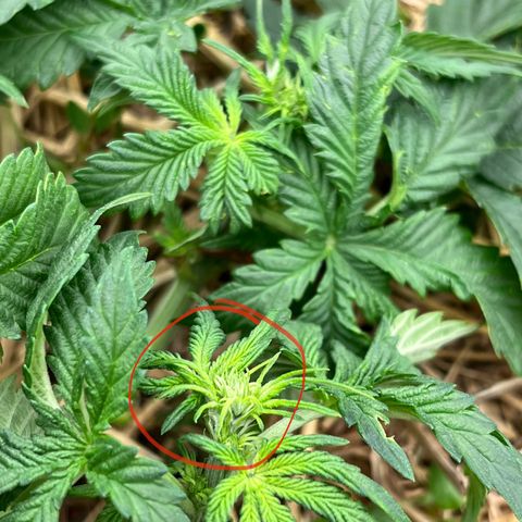 Creme De La Chem growlog photo: Preflowers!