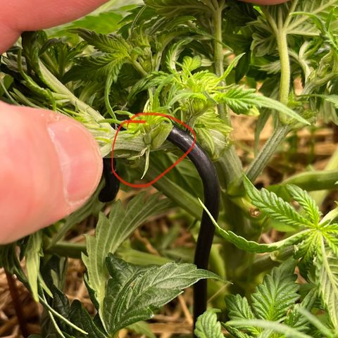 Creme De La Chem growlog photo: Preflowers!