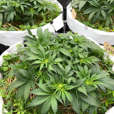 Creme De La Chem growlog timeline photo