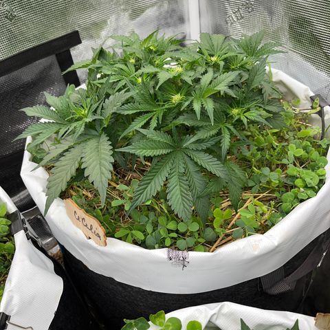 Creme De La Chem growlog timeline photo
