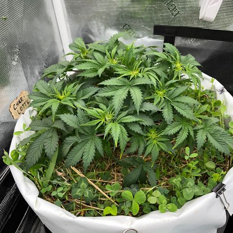 Creme De La Chem growlog timeline photo