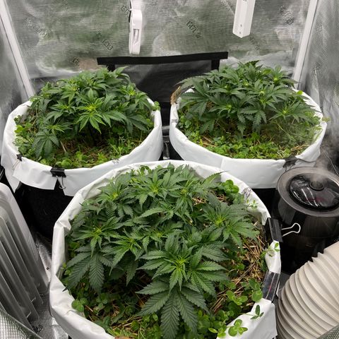 Creme De La Chem growlog timeline photo