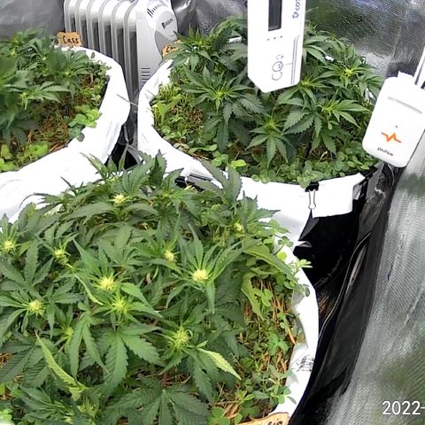 Creme De La Chem growlog timeline photo