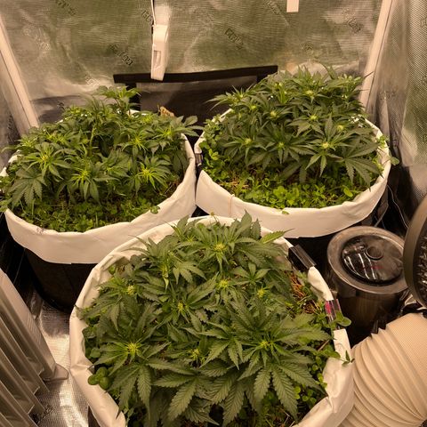 Creme De La Chem growlog timeline photo