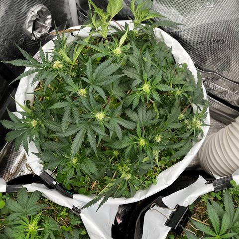 Creme De La Chem growlog photo: More defoliation and staking. 