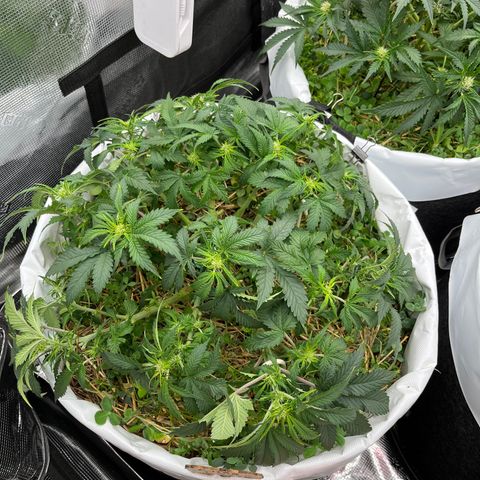 Creme De La Chem growlog photo: More defoliation and staking. 